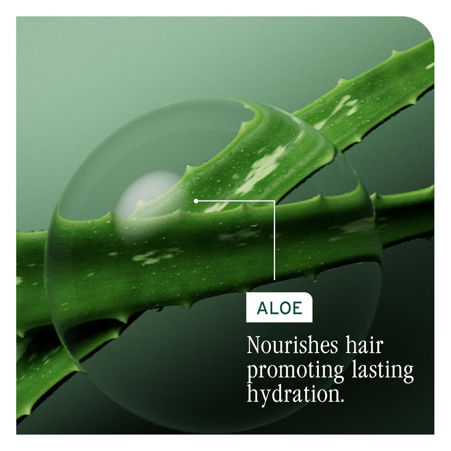 Biolage - Hydrasource - Shampoing