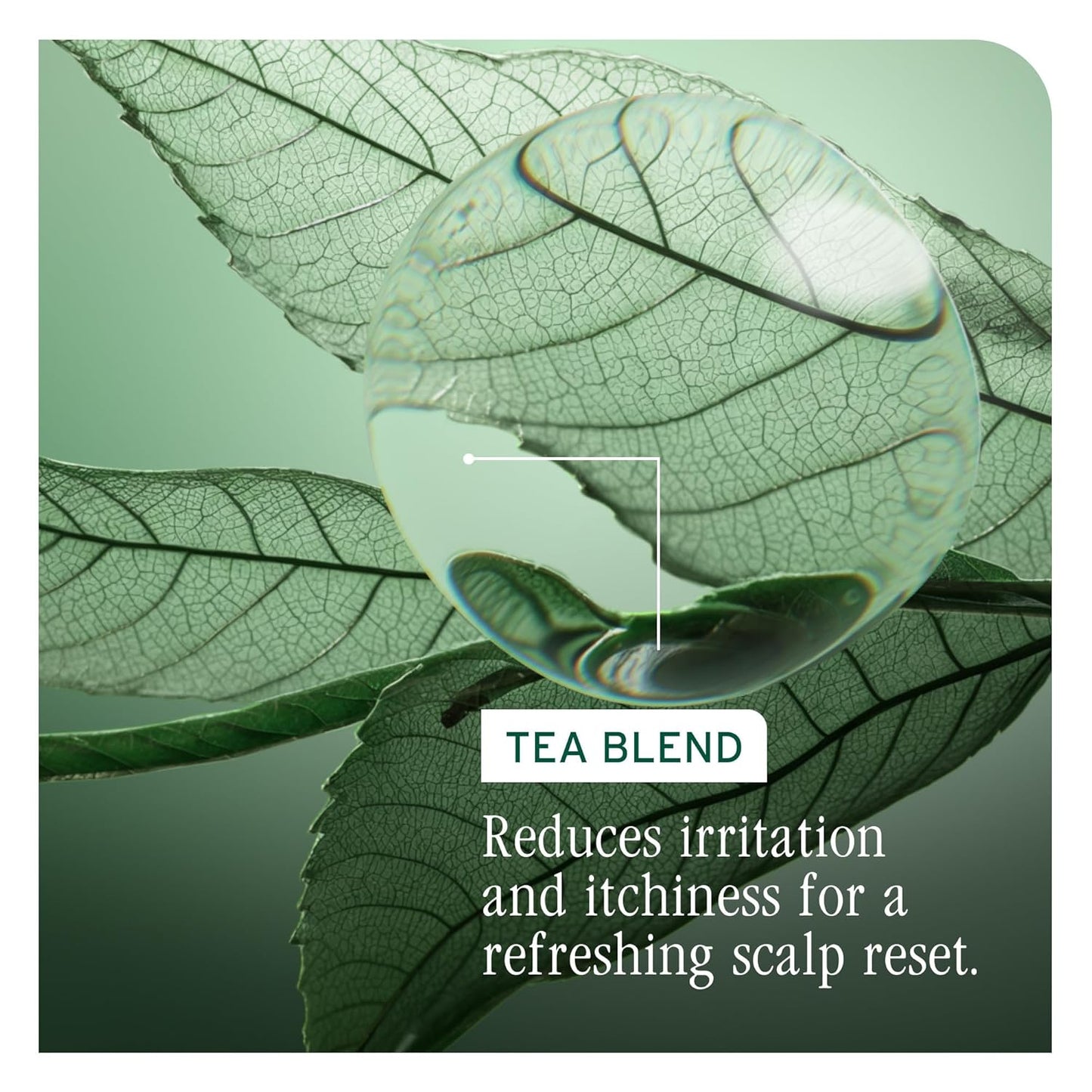 Biolage Scalp Sync Calming Shampoo – Soothes Sensitive, Dry Scalps