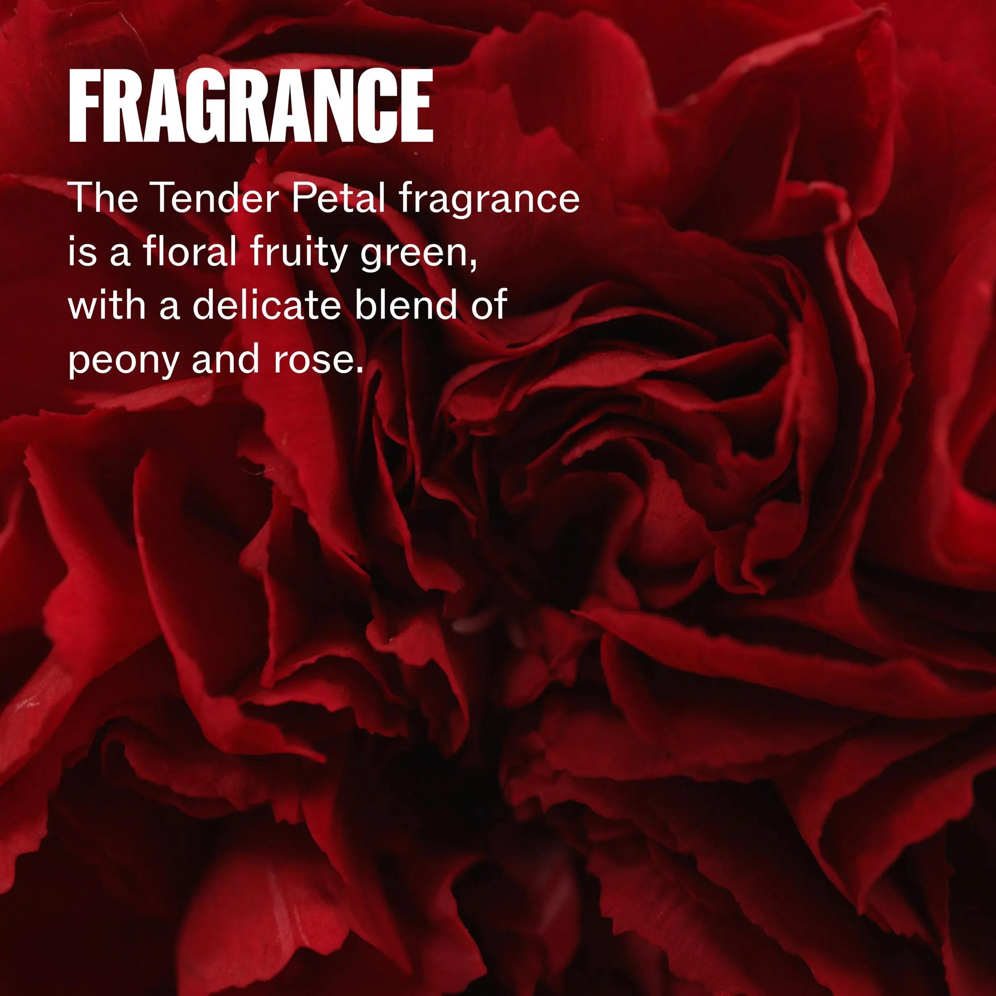 Wella Professionals Ultimate Repair — Zoomed in image of a rose. Text reads fragrance The Tender Petal fragrance is a floral, fruity green, with a delicate blend of peony and rose.