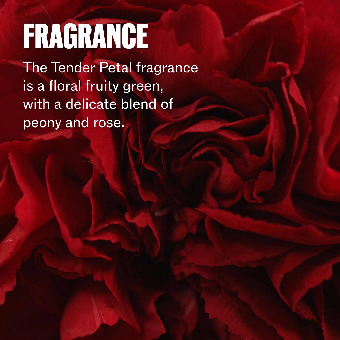 Wella Professionals Ultimate Repair — Zoomed in image of a rose. Text reads fragrance The Tender Petal fragrance is a floral, fruity green, with a delicate blend of peony and rose.