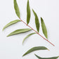 Close-up of the chamomile and pine scent ingredients