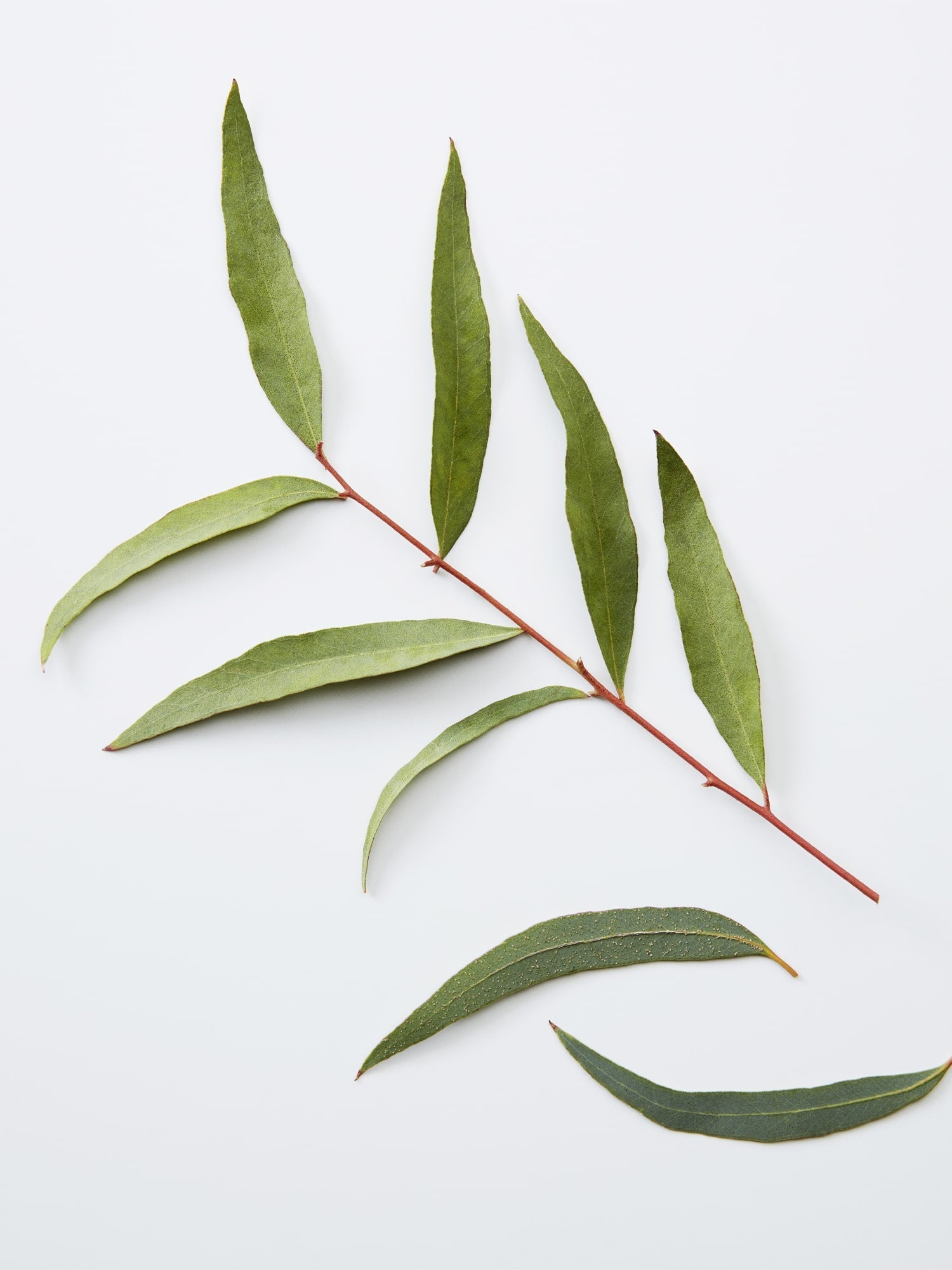 Close-up of the chamomile and pine scent ingredients