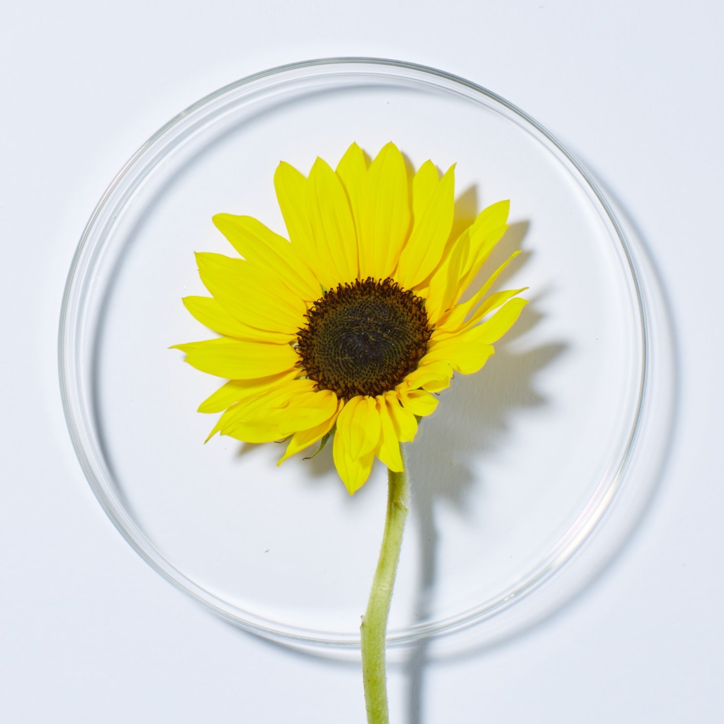Citrus Sunflower Uplifting Shower Gel - by Andalou Naturals |ProCare Outlet|