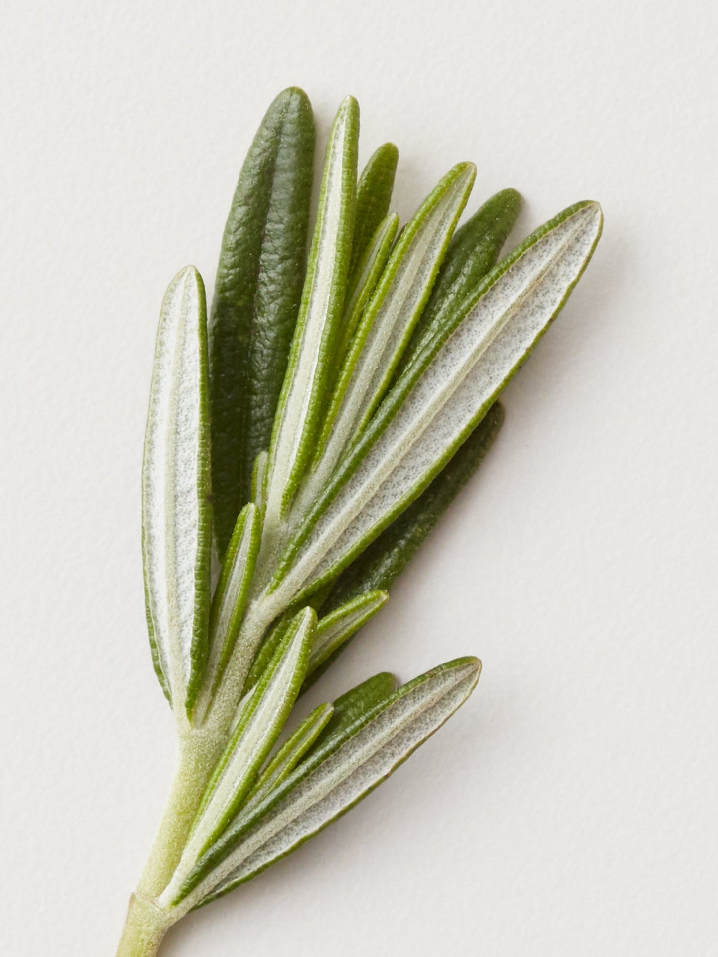 CONDITIONING MIST Detangling Spray - by AG Hair |ProCare Outlet|